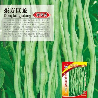 供应东方巨龙——菜豆种子