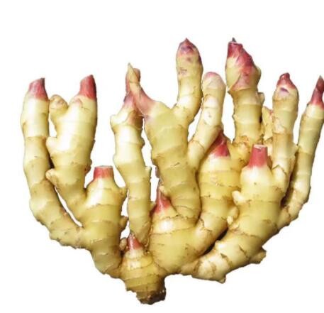 新鲜大生姜 老姜黄姜老母姜3斤装 寿光精选老姜蔬菜厂家批发图2