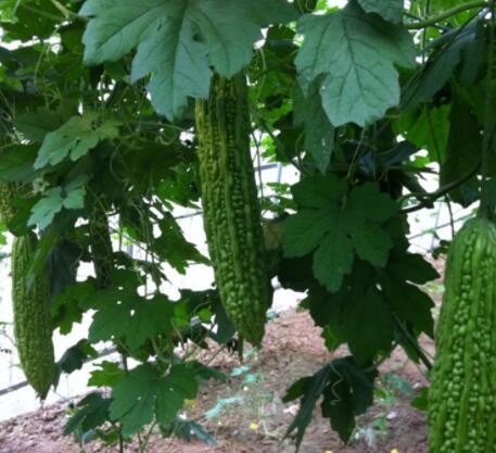 寿光多种蔬菜组合批发 黄瓜西红柿彩椒套菜供应 新鲜蔬菜组合可选图3